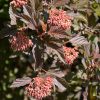 Ninebark Summer Wine #5 - Image 2